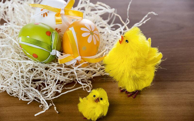 Yellow Chicks with Easter Eggs