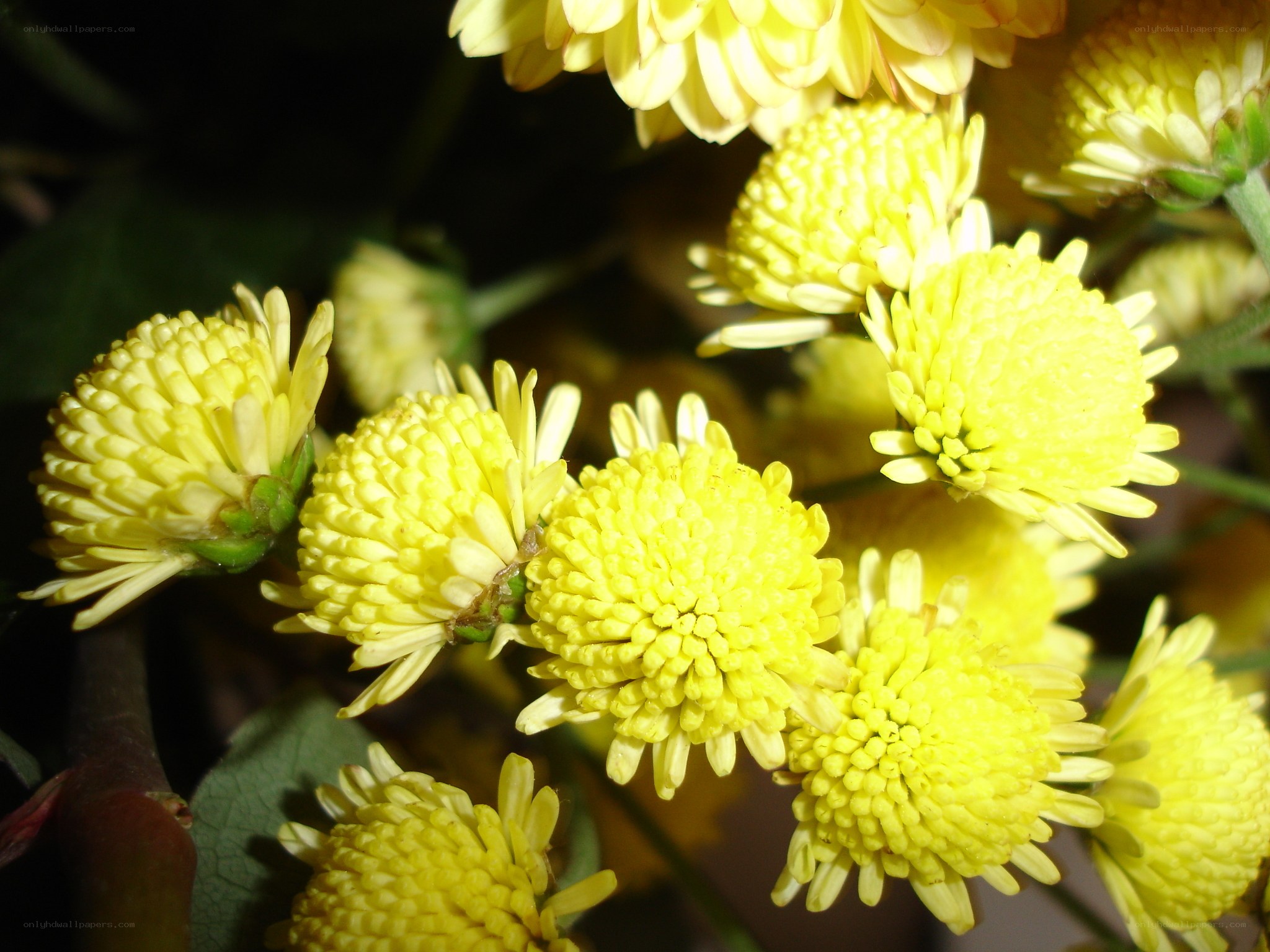 Yellow chrysanthemum blooms
