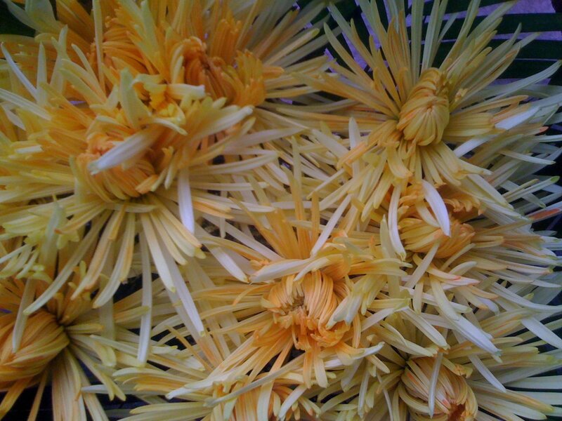 Yellow chrysanthemum blooms