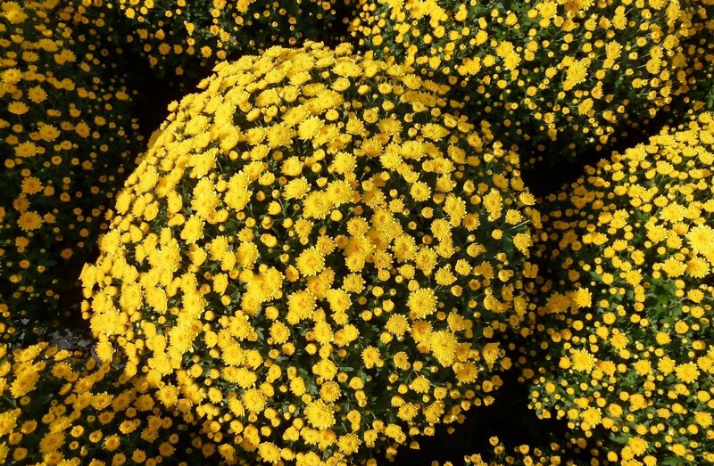 Yellow Chrysanthemum Blooms — Vibrant