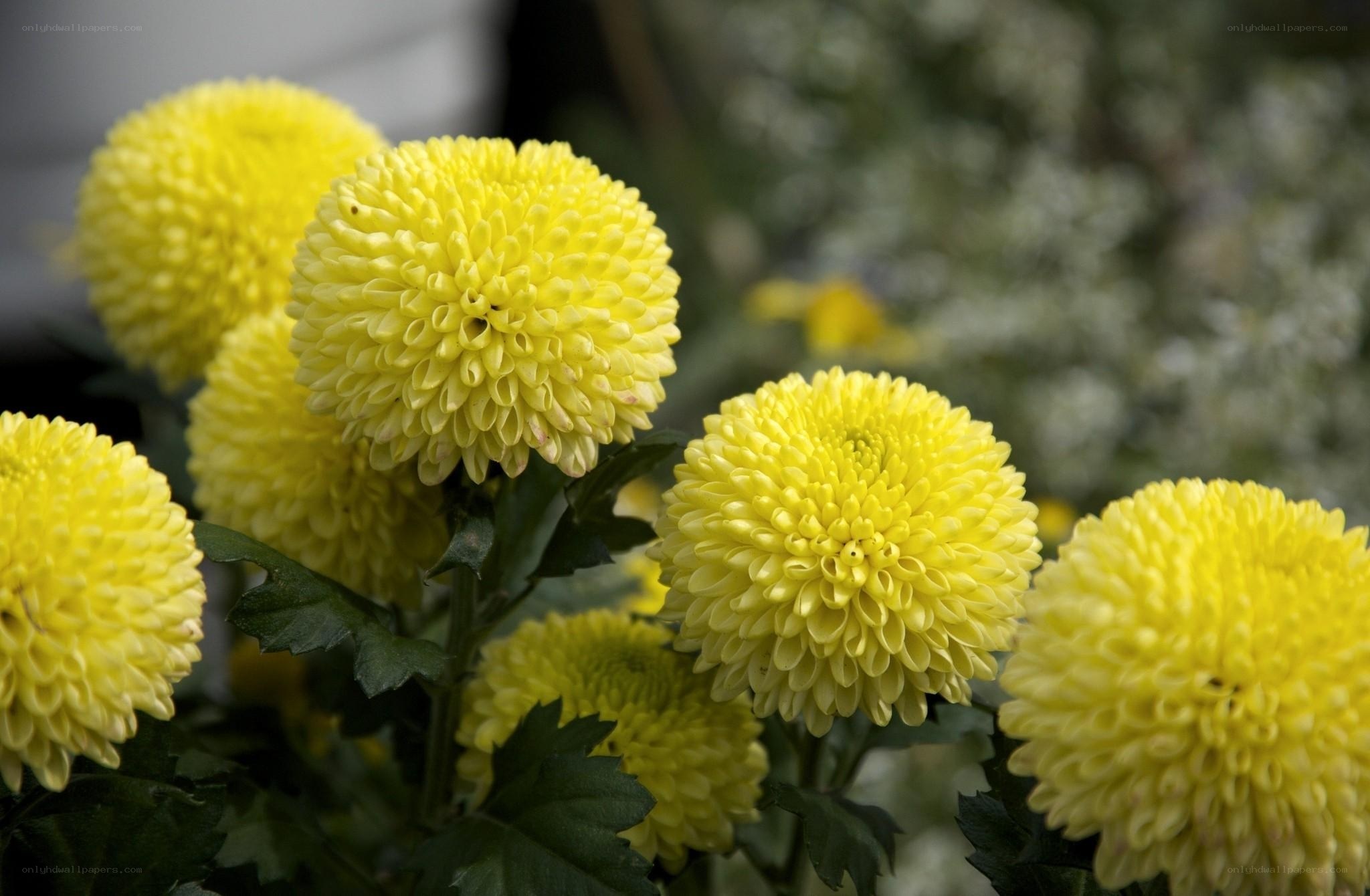Yellow chrysanthemum blooms