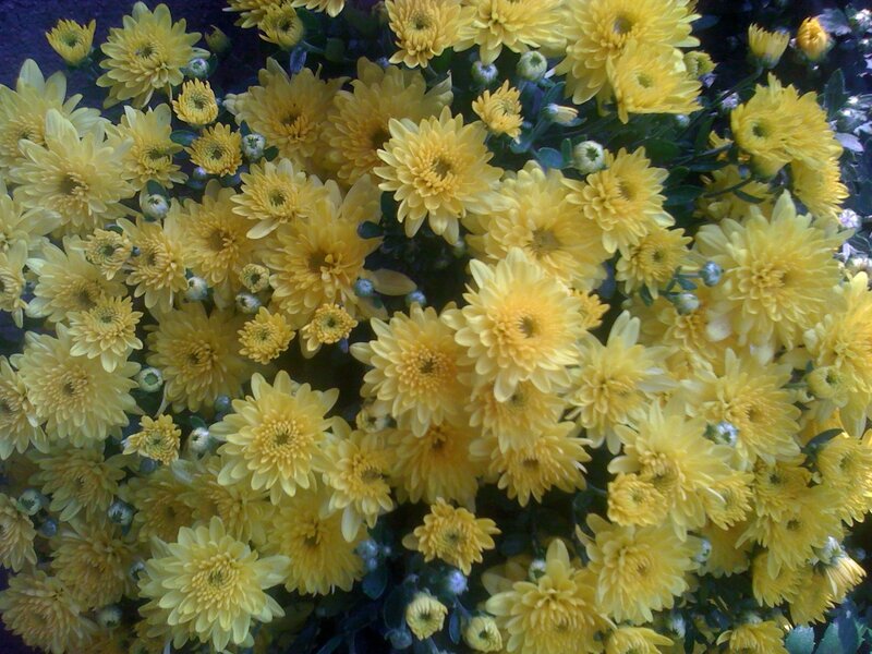 Yellow chrysanthemum bouquet