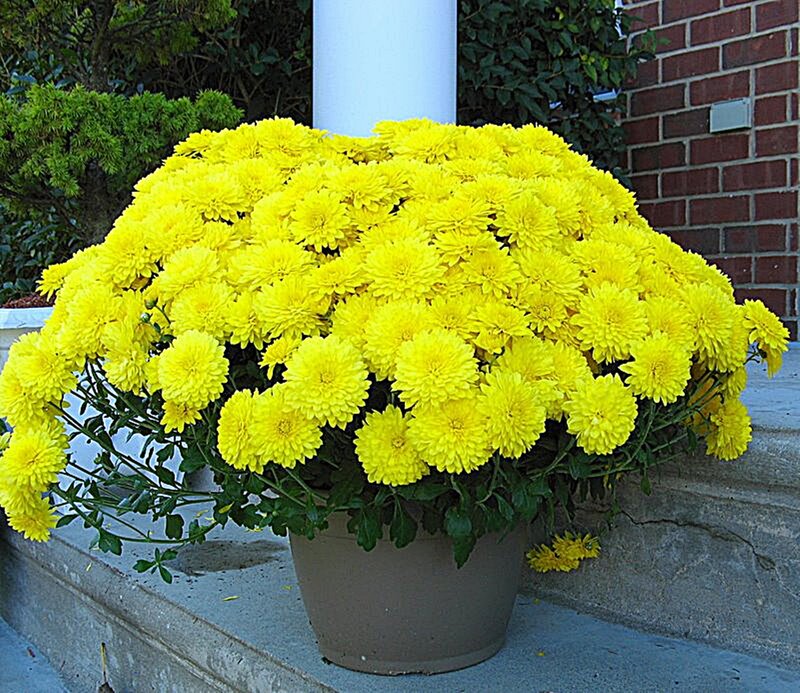 Yellow Chrysanthemum Bouquet — Calm, Afternoon