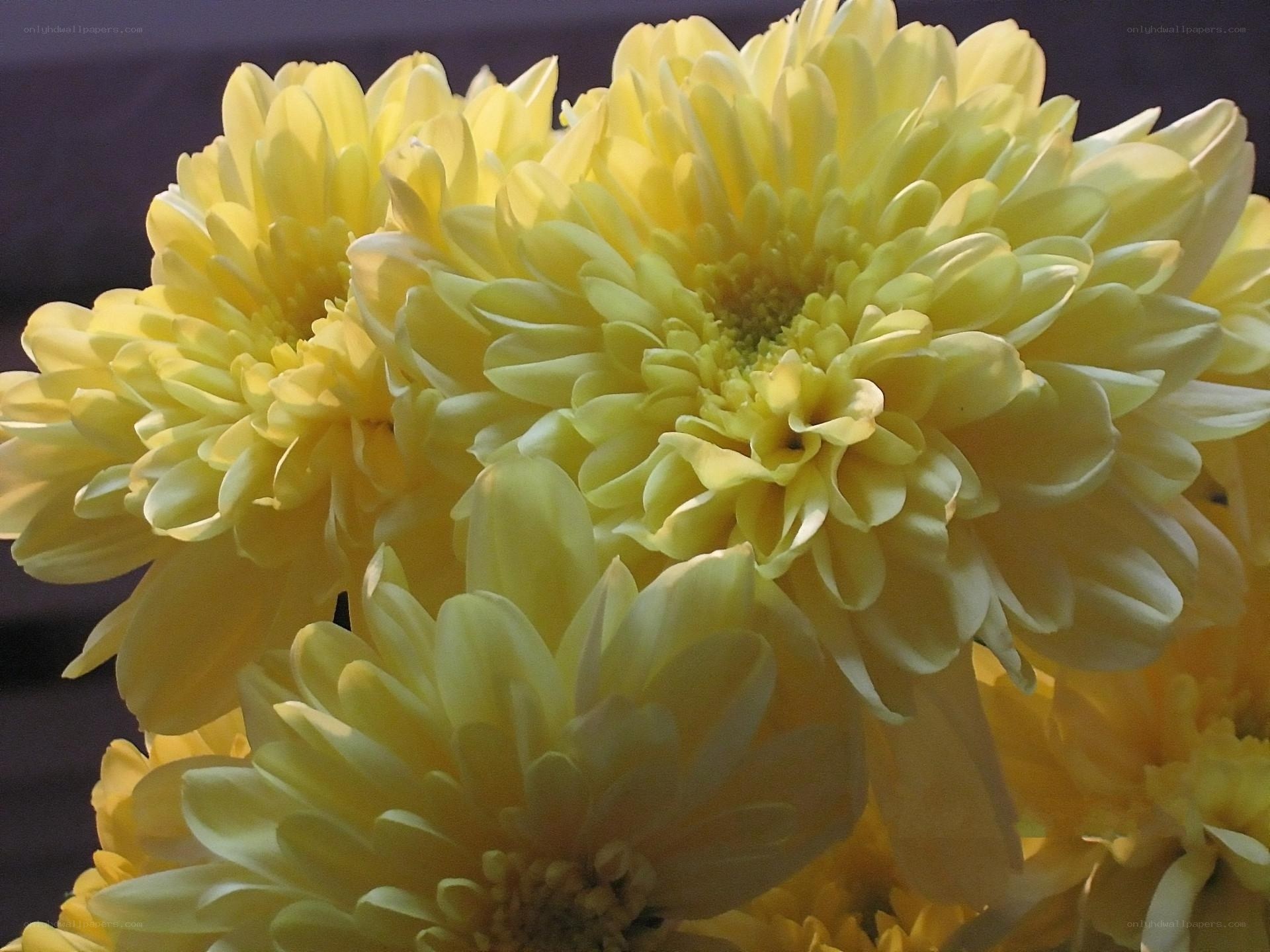 Yellow chrysanthemum bouquet