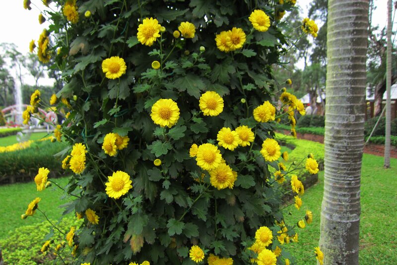 Yellow Chrysanthemum Bush