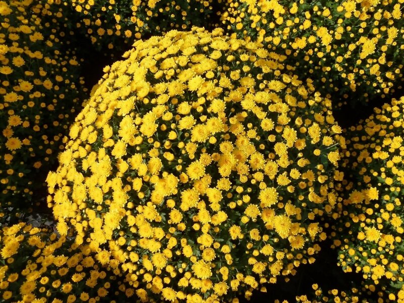 Yellow Chrysanthemum Bush — Vibrant