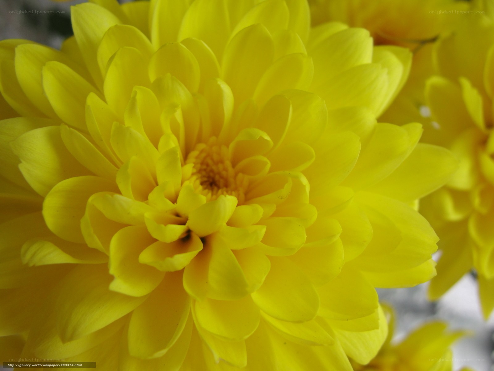 Yellow chrysanthemum close-up