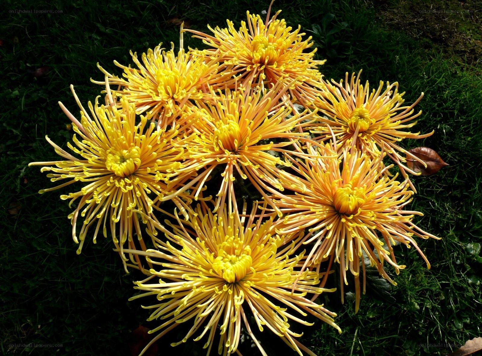 Yellow chrysanthemum cluster
