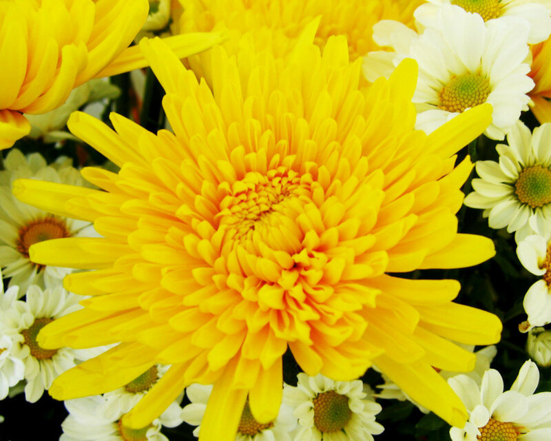Yellow Chrysanthemum Flower — Bright, Photograph