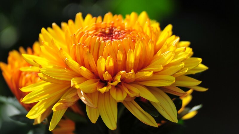 Yellow Chrysanthemum Flower — Bright