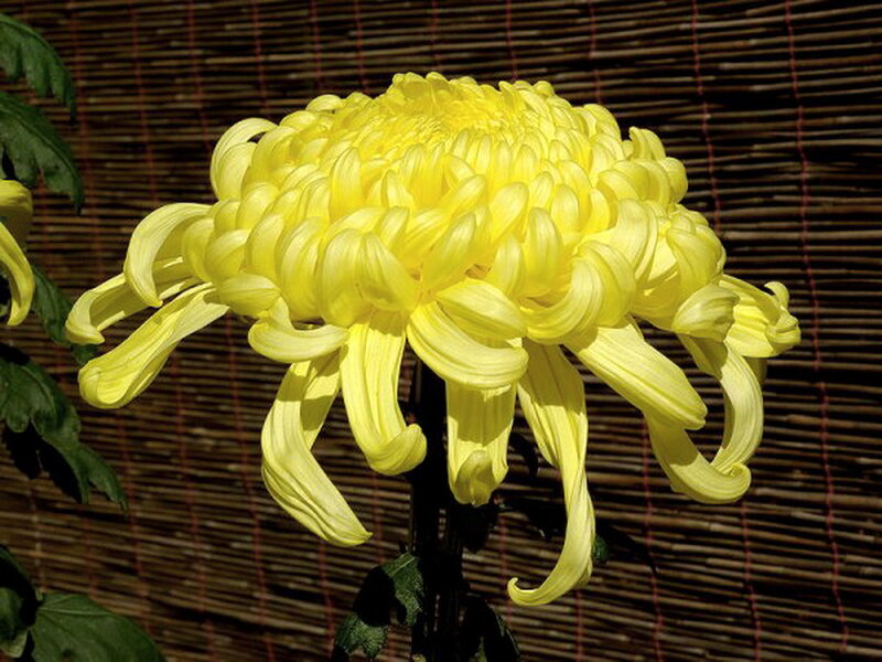 Yellow Chrysanthemum Flower — Calm, Afternoon