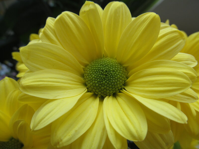 Yellow Chrysanthemum Flower — Calm, Photograph, Green Center