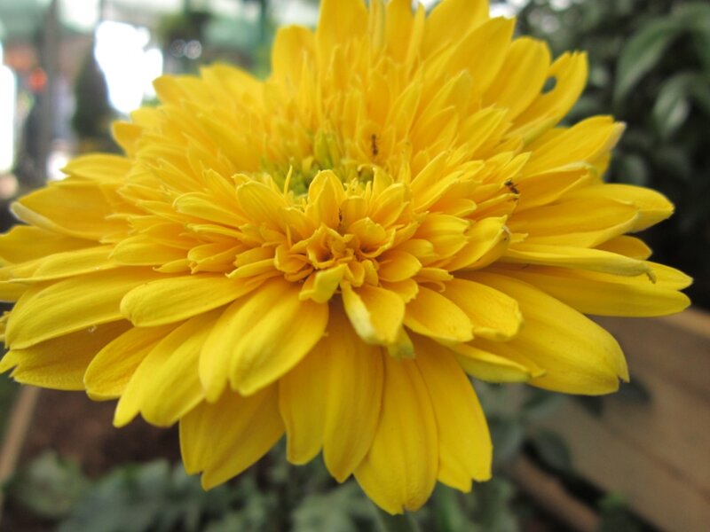 Yellow Chrysanthemum Flower — Calm, Photograph, Green Leaves
