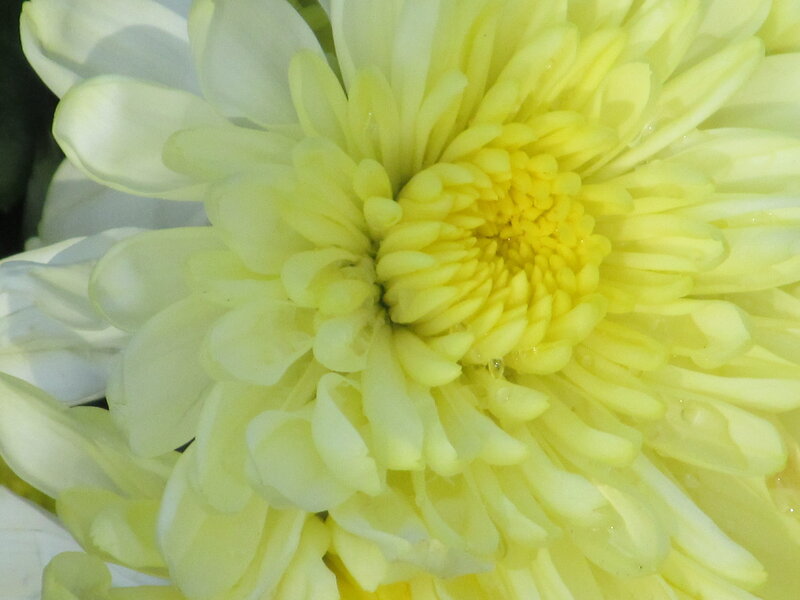 Yellow Chrysanthemum Flower — Calm, Photograph, Petals, Center