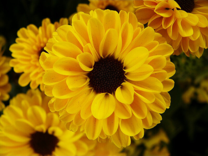 Yellow Chrysanthemum Flower — Calm, Photograph