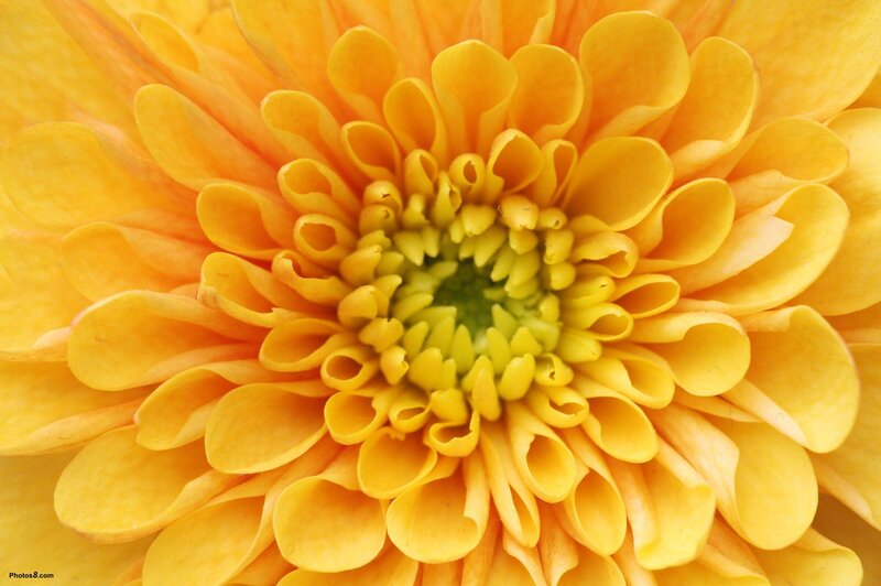 Yellow Chrysanthemum Flower — Calm