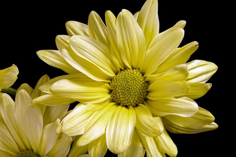Yellow Chrysanthemum Flower — Dramatic, Photograph, Petals, Center