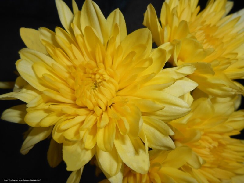 Yellow Chrysanthemum Flower — Dramatic, Photograph, Petals, Dark Background