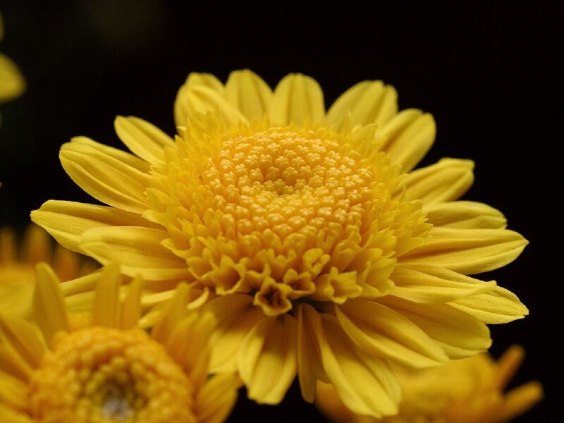 Yellow Chrysanthemum Flower — Dramatic, Photograph, Petals