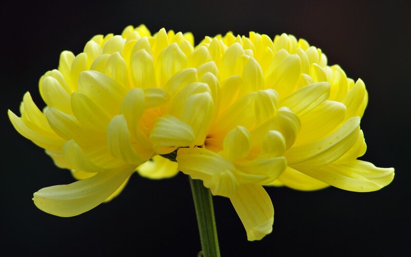 Yellow Chrysanthemum Flower — Dramatic, Photograph, Stem