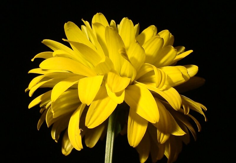 Yellow Chrysanthemum Flower — Dramatic, Photograph