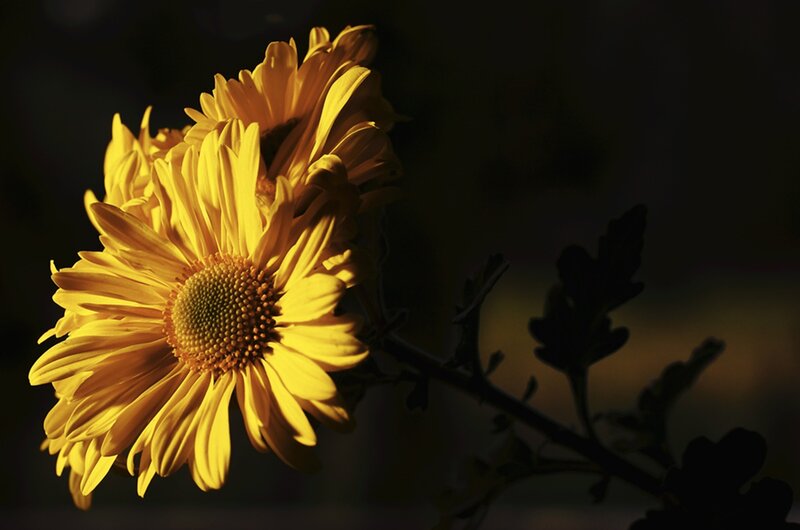 Yellow Chrysanthemum Flower — Dramatic, Sunset