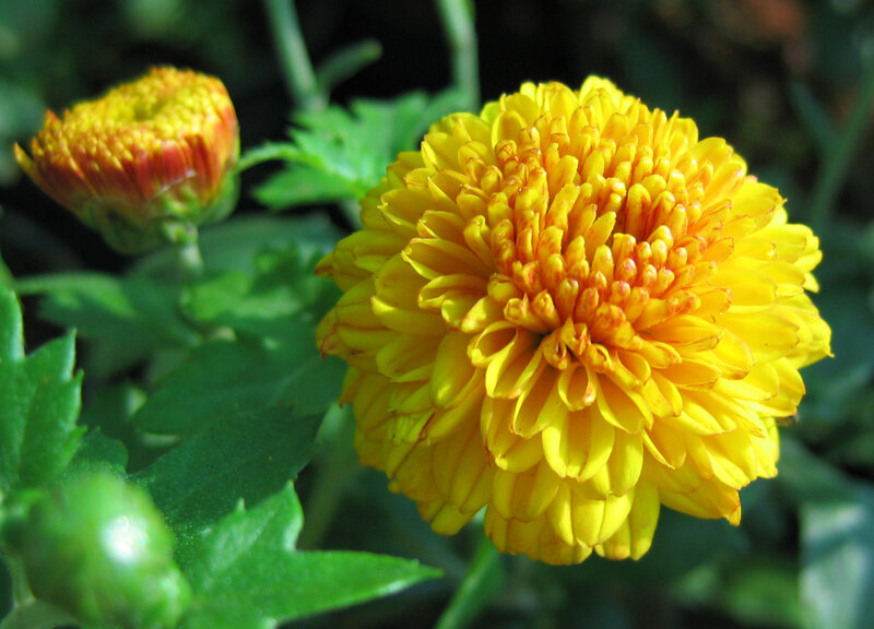 Yellow Chrysanthemum Flower — Natural