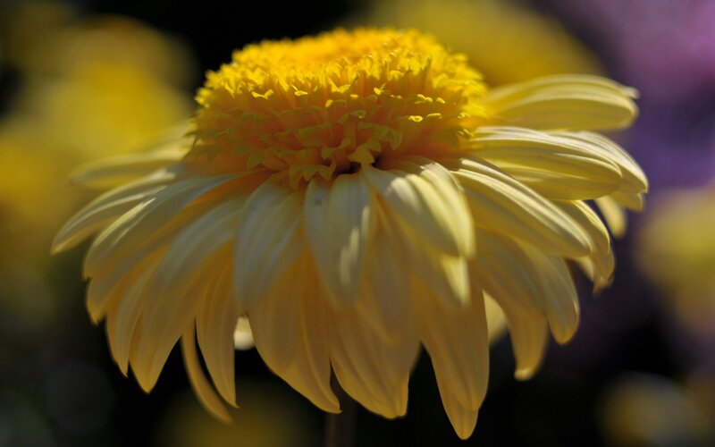 Yellow Chrysanthemum Flower — Serene, Afternoon