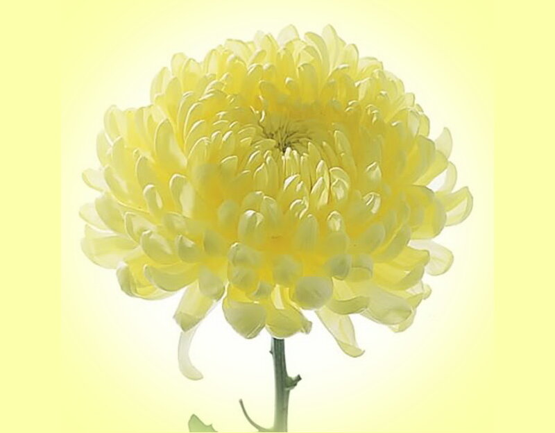Yellow Chrysanthemum Flower — Serene