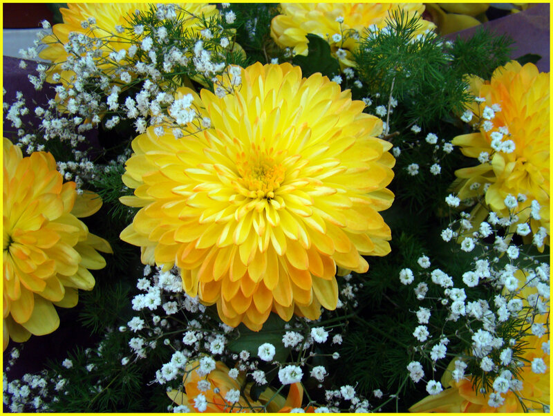 Yellow Chrysanthemum Flower