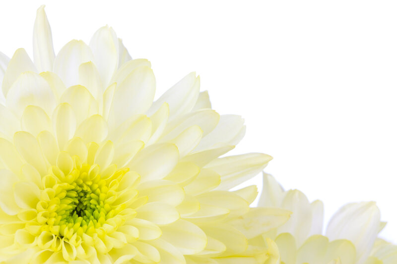 Yellow Chrysanthemum Flower — White, Calm