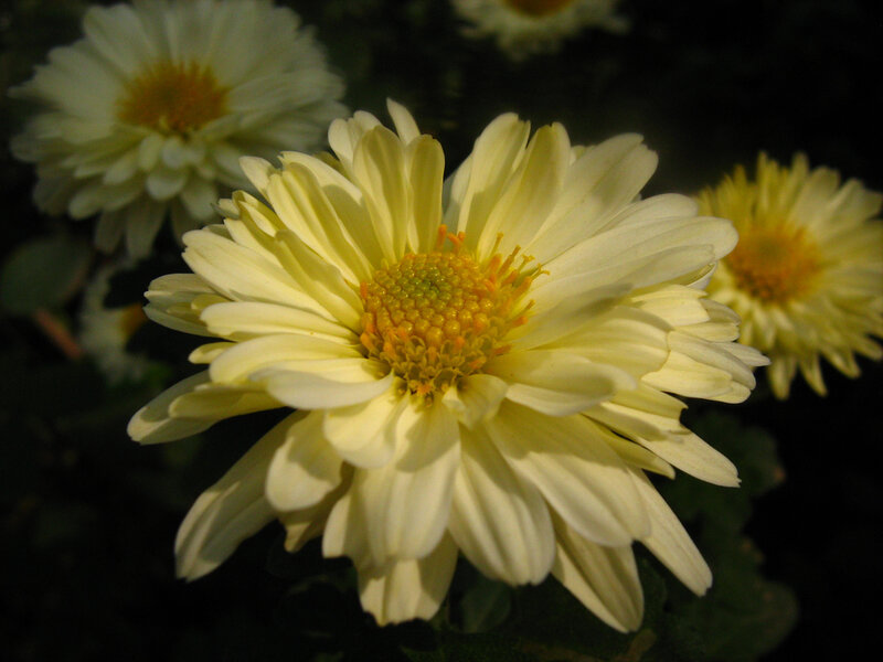 Yellow Chrysanthemum Flower — White
