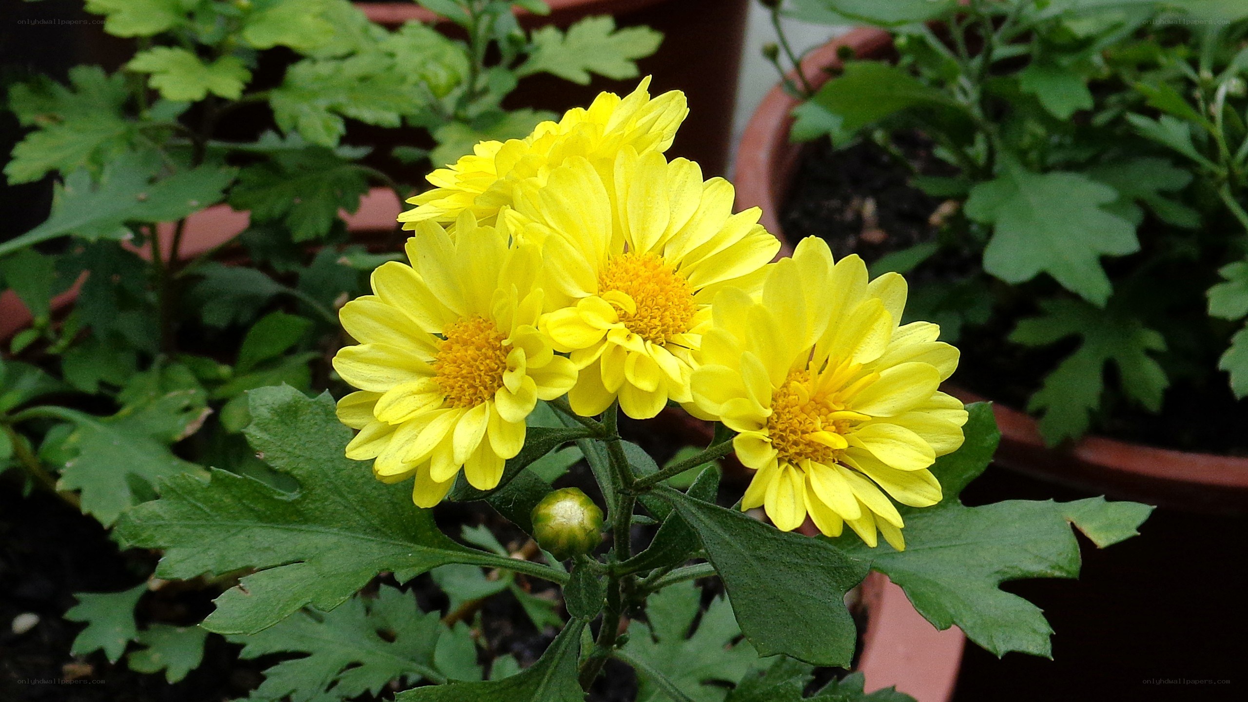 yellow chrysanthemum flowers
