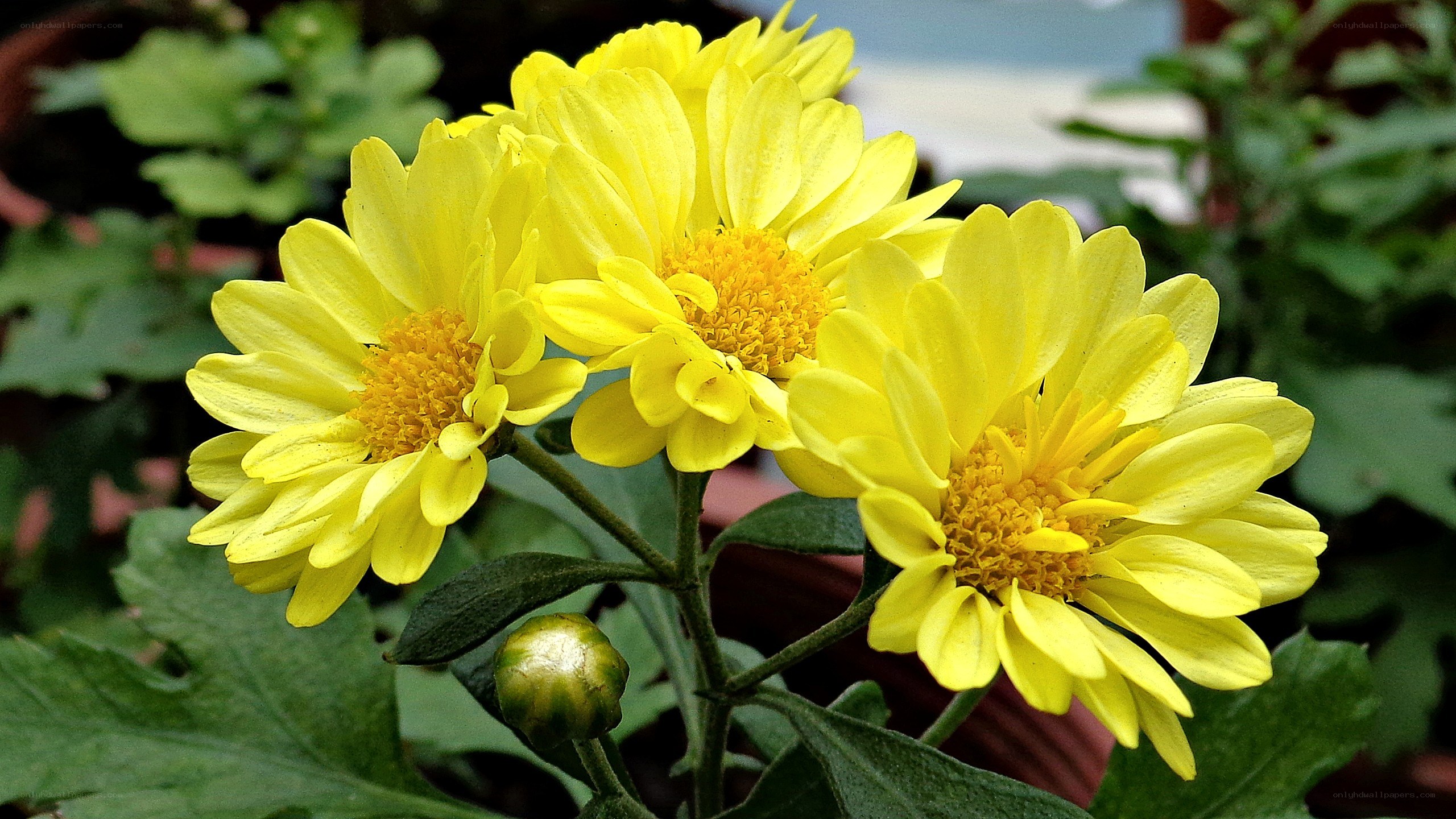Yellow chrysanthemum flowers