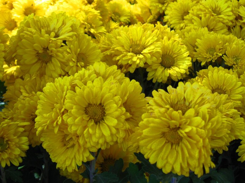 Yellow Chrysanthemum Flowers — Bright, Afternoon, Photograph, Leaves