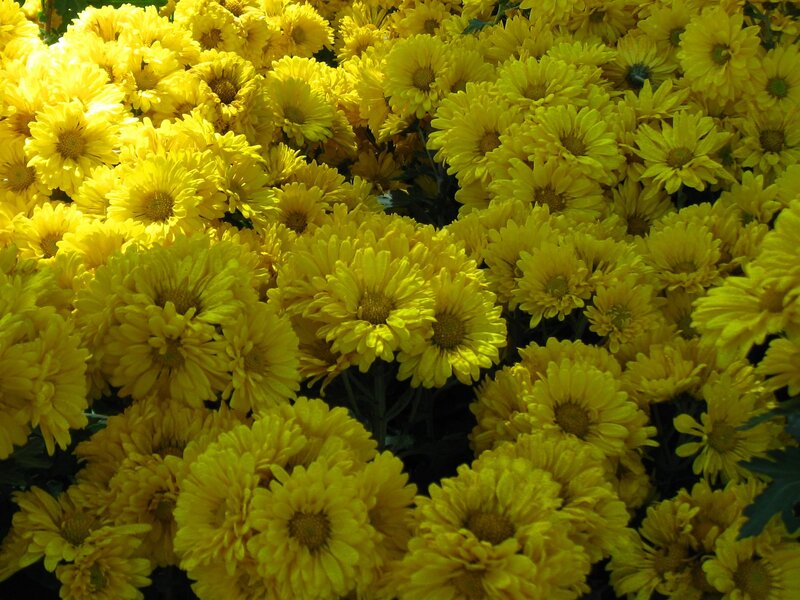 Yellow Chrysanthemum Flowers — Bright, Afternoon, Photograph, Petals