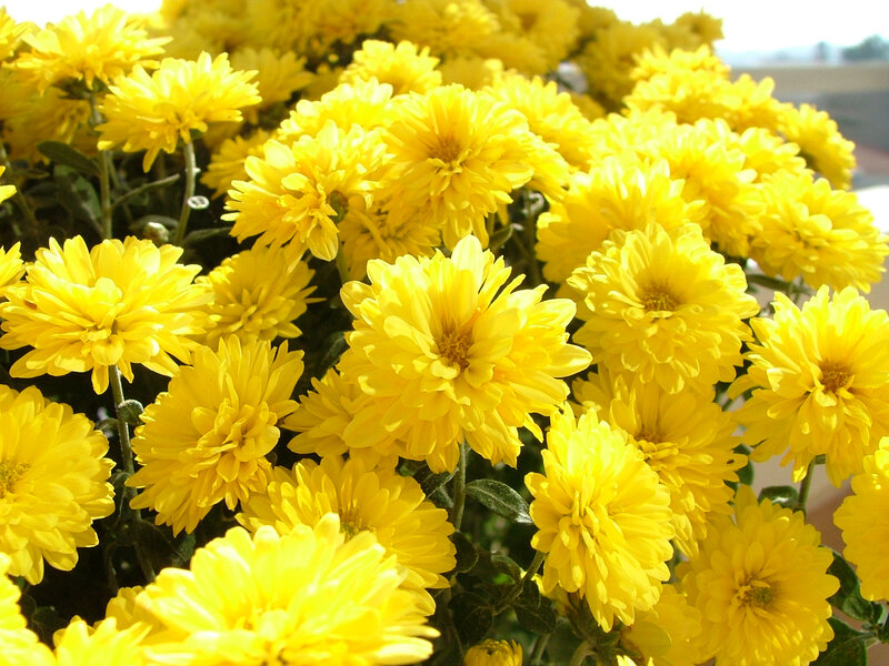 Yellow Chrysanthemum Flowers — Bright, Afternoon