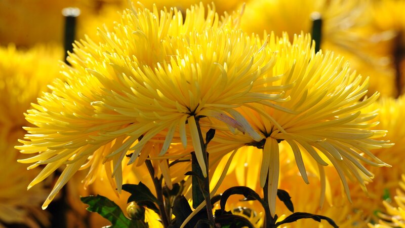 Yellow Chrysanthemum Flowers — Bright, Autumn