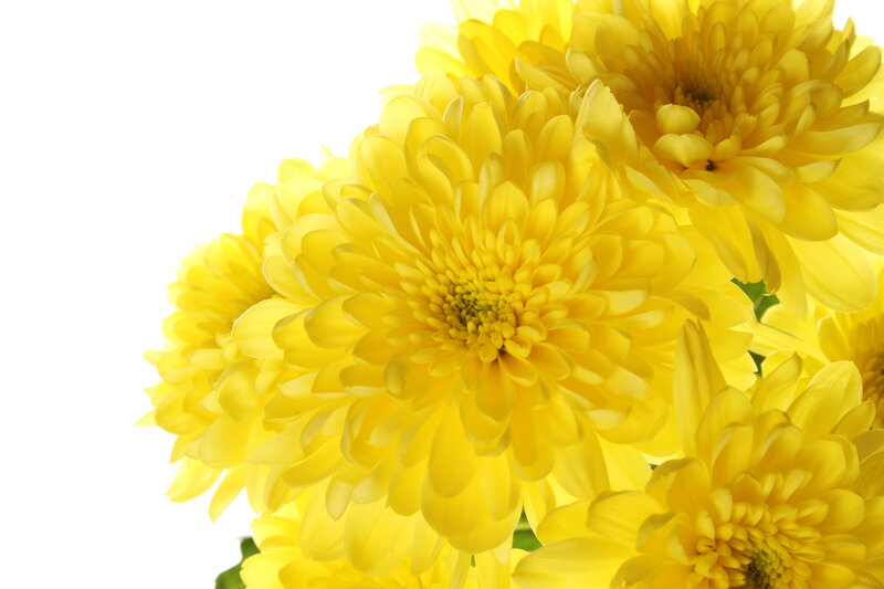 Yellow Chrysanthemum Flowers — Bright, Photograph, Green Leaves