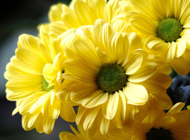 Yellow Chrysanthemum Flowers — Bright, Photograph