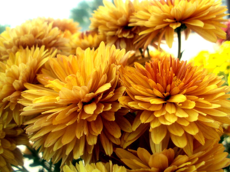 Yellow Chrysanthemum Flowers — Bright