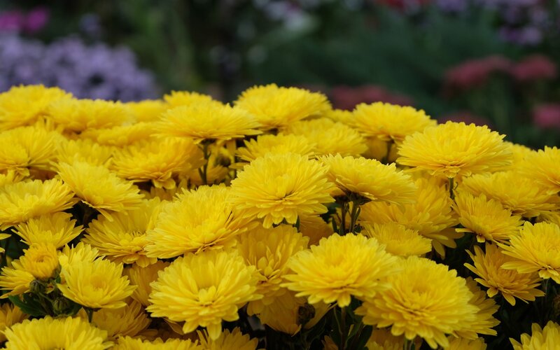 Yellow Chrysanthemum Flowers — Calm, Afternoon, Photograph