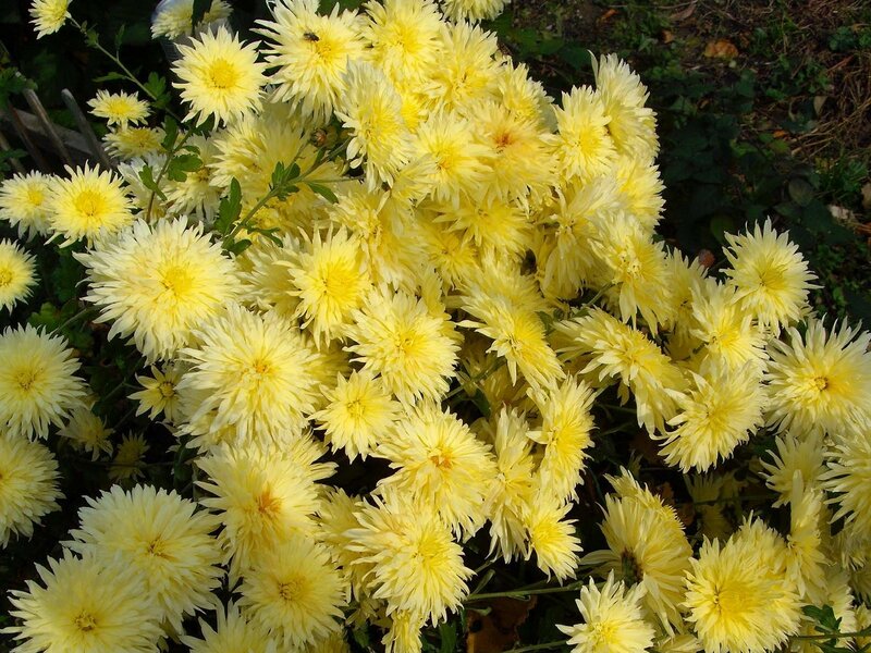 Yellow Chrysanthemum Flowers — Calm, Afternoon