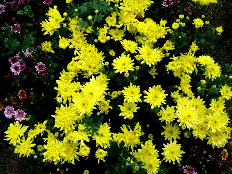 Yellow Chrysanthemum Flowers — Calm, Autumn