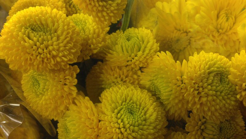 Yellow Chrysanthemum Flowers — Calm, Photograph, Bouquet