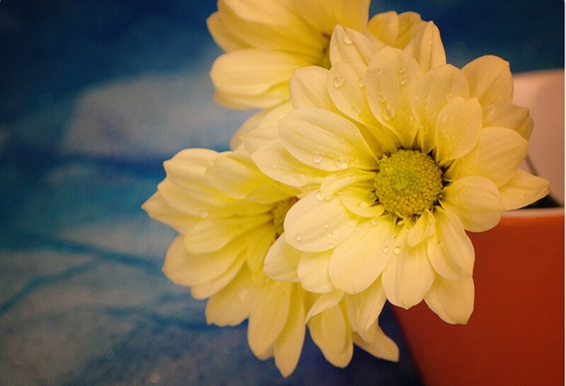 Yellow Chrysanthemum Flowers — Calm, Photograph, Flower, Vase