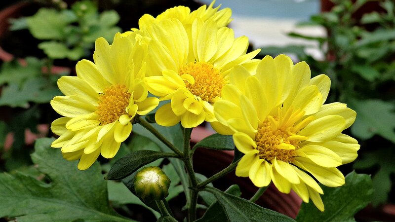 Yellow Chrysanthemum Flowers — Calm, Photograph, Green Leaves, Flower Buds, Green