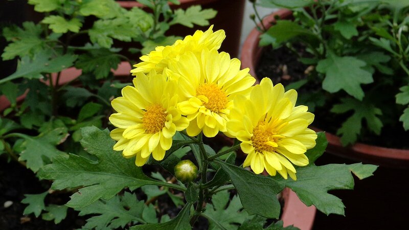 Yellow Chrysanthemum Flowers — Calm, Photograph, Green Leaves, Flower Buds, Potted Plant