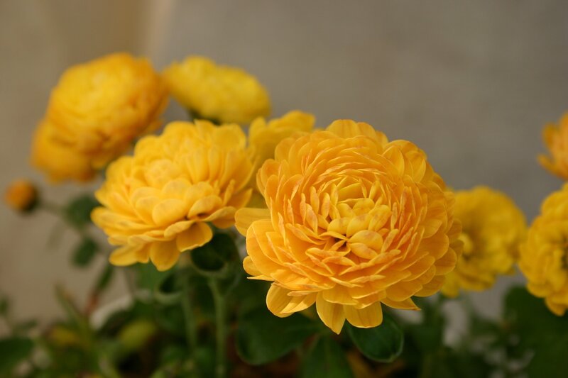 Yellow Chrysanthemum Flowers — Calm, Photograph, Leaves, Buds