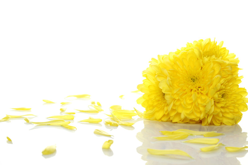 Yellow Chrysanthemum Flowers — Calm, Photograph, Petals, Reflection